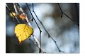 Herbst M 03